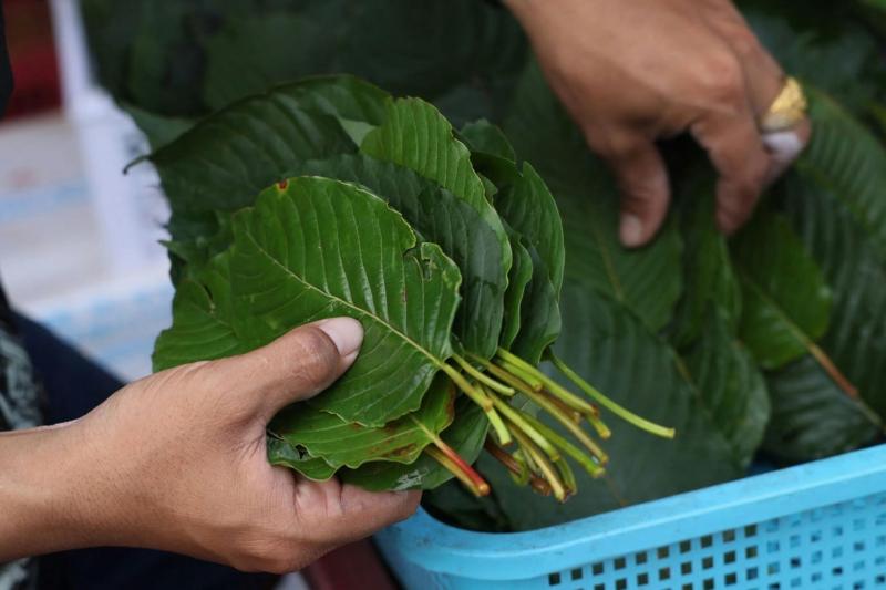 A kratom napjaink egyik legújabb fájdalomcsillapító szenzációja, ám nem szabad figyelmen kívül hagyni, hogy komoly veszélyeket is rejthet magában.
