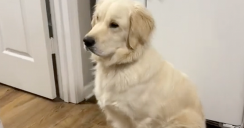 A golden retriever izgatottan remeg a karácsonyi díszek között – a róla készült videó hatalmas népszerűségnek örvend, és milliók szívét hódítja meg.