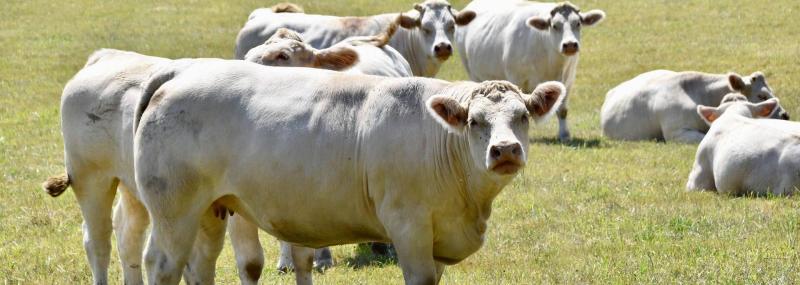 Nyári hőstressz megelőzése szarvasmarha-állományokban

A nyári hónapokban a hőmérséklet emelkedése komoly kihívás elé állítja a szarvasmarha-állományokat. A hőstressz nemcsak az állatok jólétére van negatív hatással, hanem a termelési mutatókra is, így fo