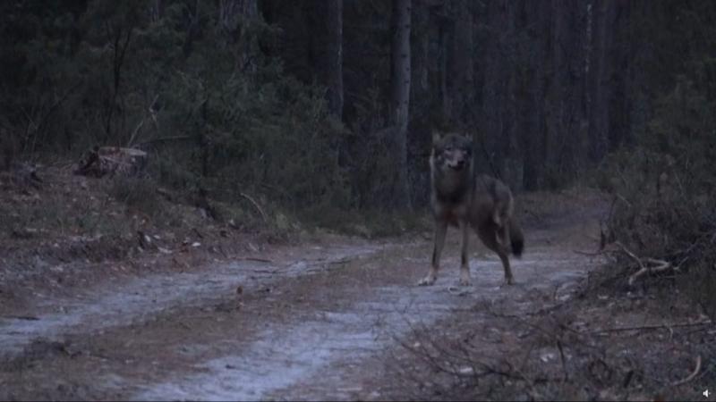 A videó bemutatja, mi történik, amikor egy sérült farkas és egy ember találkozik az erdő mélyén. A farkas, aki a természet törvényeivel küzd, a sebei miatt sebezhetőbbé vált, míg az ember, akit a kíváncsiság hajt, óvatosan közelíti meg a fenevadat. A talá