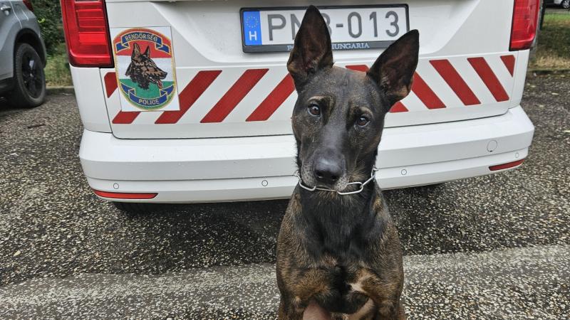 Gizmó, a bátor rendőrkutya, hősies kitartásával leleplezte a tolvajt. Az éles eszű és fáradhatatlan négylábú nemcsak a bűnöző nyomába eredt, hanem a közösség védelmezőjeként is megmutatta, milyen fontos a biztonság. Az őszinte elhivatottságával és hűségév