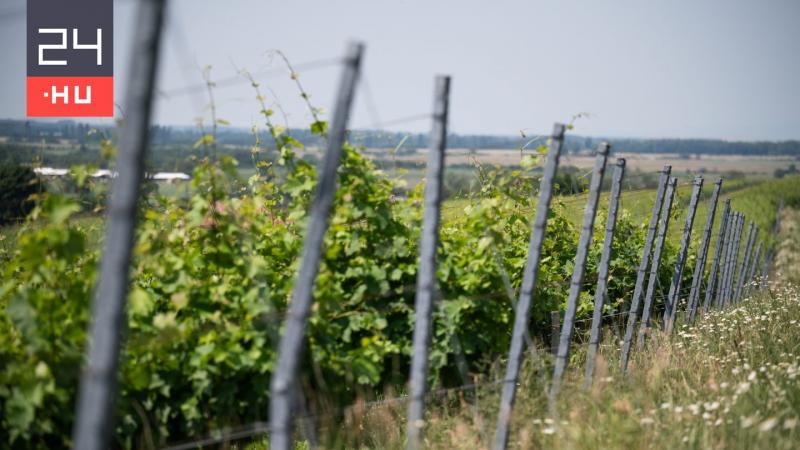 Tokajban is megjelent az aranyszínű sárgaság, amely már 20 borvidéket érintett. A jelenség aggasztó mértékben terjed, és a helyi borászok számára komoly kihívást jelent.